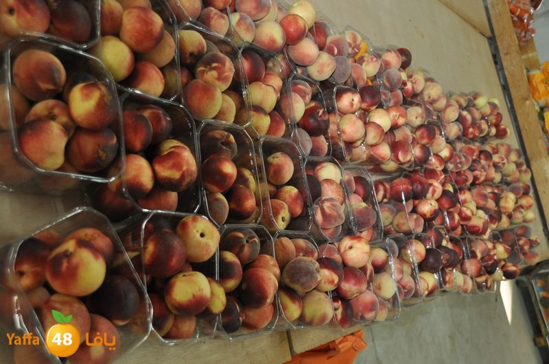 setona2y 830 (13).JPG